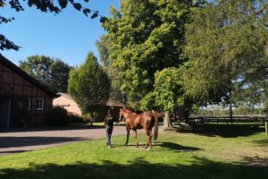 Gestüt Fährhof – auf den Spuren von Walter Jacobs
