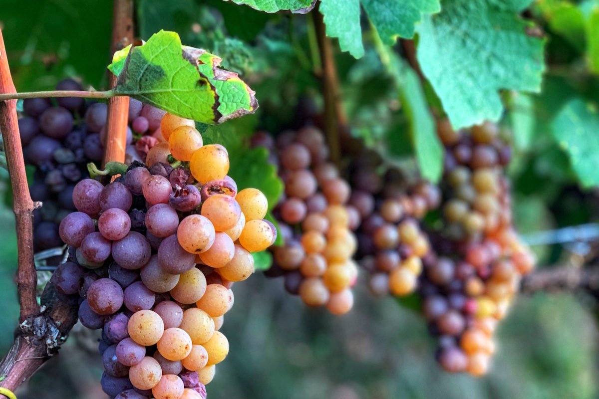 Zwischen Wein und Eulen – Romantikhotel Turm Völs am Schlern